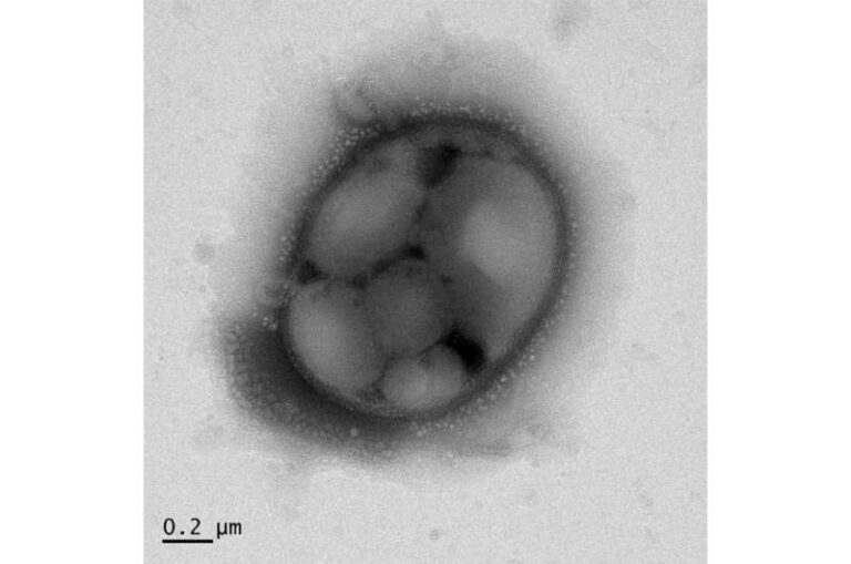 Using Bacteria to Convert CO2 in The Air to Polyester